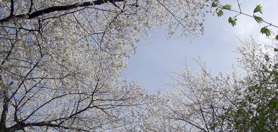 spring_05