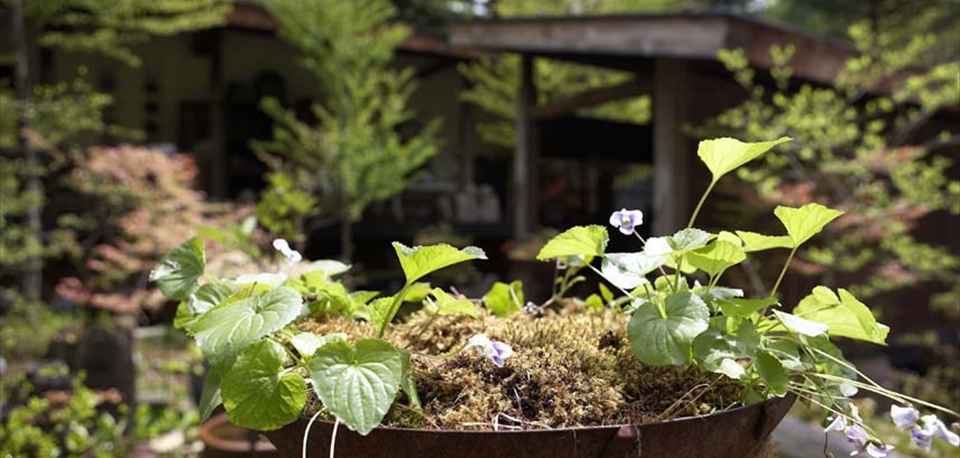 garden_entrance