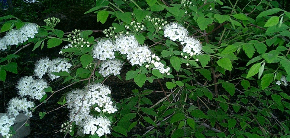 garden_entrance_05