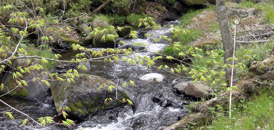 gardenriver2